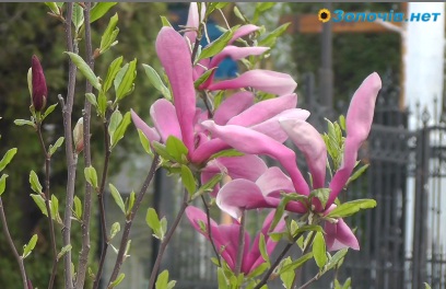 Центр Золочева перед Великодніми святами цвіте і пахне (відео)