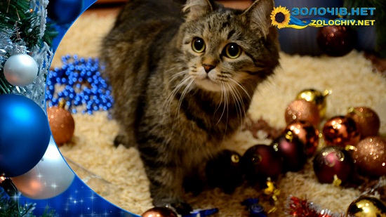 Кіт і новорічна ялинка | Cat and Christmas tree (відео)