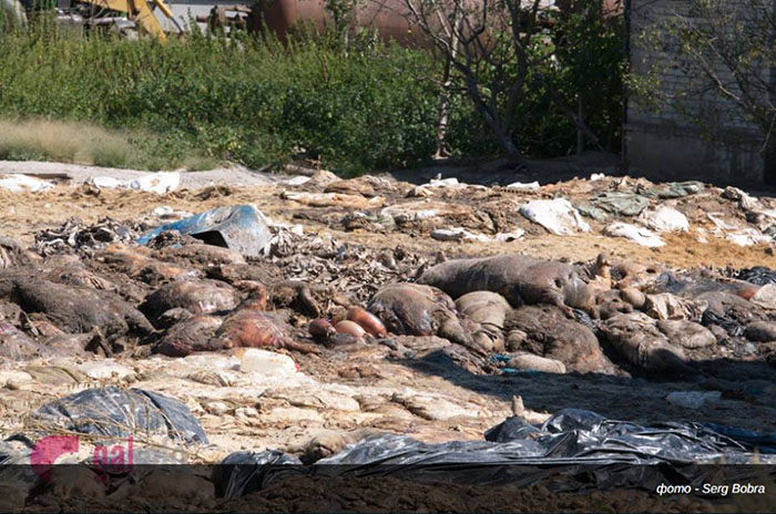 На Львівщині тони трупів мертвих тварин розкладаються під відкритим небом