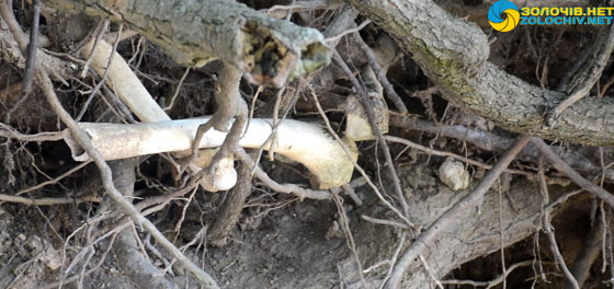 Проблема старого цвинтаря у селі Лука: людські останки на коріннях дерев