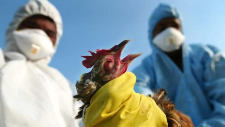 Що потрібно знати про пташиний грип