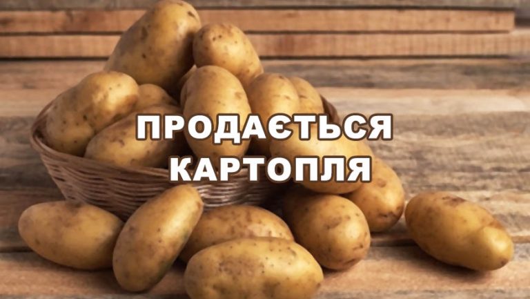 Продається велика і насіннева картопля