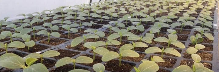 Як вирощувати огірки насінням і розсадою в теплиці та на грядках