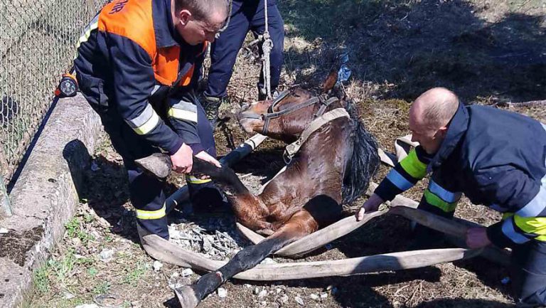 У Золочівському районі рятувальники витягнули коня з каналізаційної ями