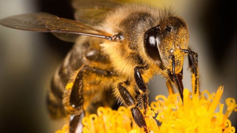 Як вберегти своїх бджіл від захворювань та як діяти у разі їх отруєння